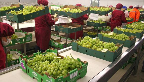 Las uvas frescas son el producto que mayor contribución positiva tuvieron en septiembre, el último mes del que se tienen registros, según el Midagri. (Foto: GEC).