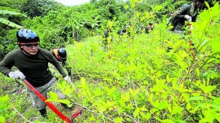 JIFE pide a Perú y Bolivia informes de cultivo de coca “validados” por la ONU