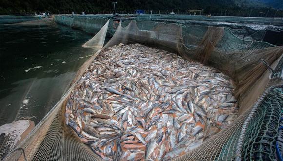 Los productores de salmón recién están comenzando a recuperarse de una caída en la demanda china después de que Pekín expresara su preocupación por los riesgos de COVID-19 en los productos del mar importados, lo que ahuyentó a los consumidores. (Foto: Bloomberg)