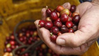 Lluvias reducen cosecha de café en Colombia