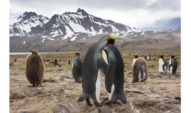 FOTO 18 | Los amantes del círculo polar. En el Atlántico Sur hay un archipiélago perdido: las islas Georgias del Sur (Reino Unido). Un territorio inhóspito poblado por grandes colonias de pingüino rey —como los dos que parecen abrazarse en la fotografía—,