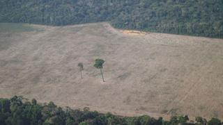 Editorial de Bloomberg: cómo EE.UU. puede ayudar a salvar la selva amazónica
