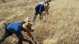 BCR estima que sector Agricultura cerrará año con crecimiento de 4%