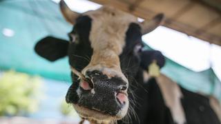 Brasil para exportación carne roja a China por caso de vaca loca
