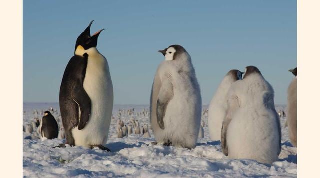 Aunque Westarctica es casi del tamaño de Alaska, ninguno de sus 300 ciudadanos vive allí. Pero tampoco lo hace nadie más. El 2014, su monarca, Travis McHenry , convirtió al territorio en una organización sin ánimo de lucro que pide protección para los pin