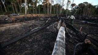 Estados Unidos bloquea más envíos peruanos de madera ilegal