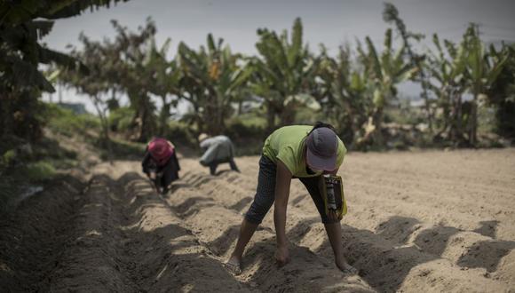 Cultivos como arroz, maíz amarrillo, azúcar o la papa producida en la costa son los más afectados por el encarecimiento de los fertilizantes. (Foto: Anthony Niño de Guzman / GEC)
