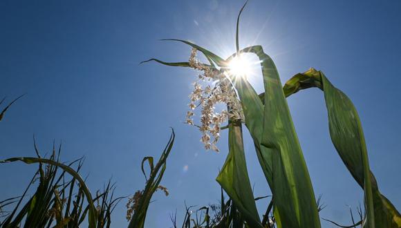 El consumo mundial del grano se ha duplicado en las últimas dos décadas, según cifras del Gobierno estadounidense. (Foto: Ina Fassbender | AFP)