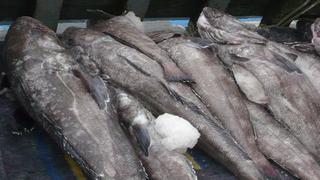 Produce: Hasta 120 toneladas de bacalao se podrán capturar este año