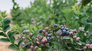 Inka´s Berries innova en genética de arándanos y apunta a mercado premium