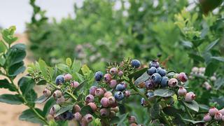 Sector agropecuario creció 5.2% en octubre impulsado por el algodón rama, tomate y arándano