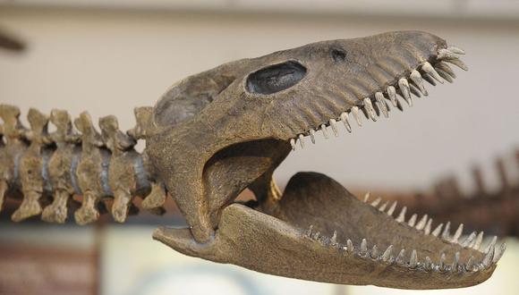 Esqueleto de plesiosaurio encontrado en Argentina. (Foto: AFP)