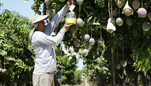 En el Perú hay al menos 30.000 hectáreas de mango que han sido certificadas por el Servicio Nacional de Sanidad Agraria (Senasa). Foto: APEM