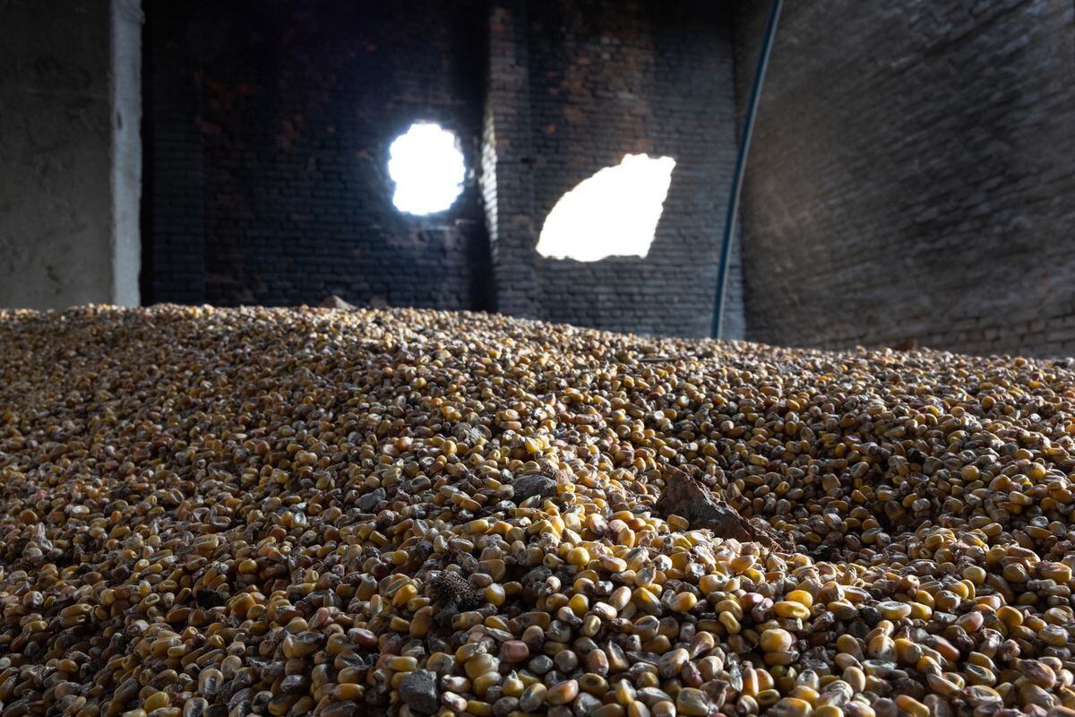 Grain price rises due to “escalation risk” in Ukraine