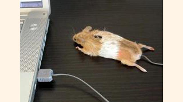 3. El Ratón Real. (foto: tapas)