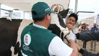 Países de la Comunidad Andina acuerdan acciones para prevenir la fiebre aftosa