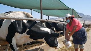 FAO: Latinoamérica logra aumentar producción de carne y bajar emisiones