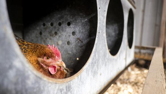 Una gallina perteneciente a Casim Abbas en el gallinero de su pequeña granja de huevos en su casa en  Michigan. (Foto referencial de Matthew Hatcher / AFP)