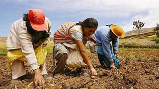 Guano de isla multiplicó 10 veces productividad en cultivos de quinua en Cajamarca