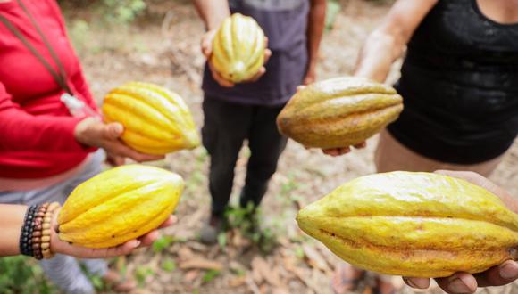 Hasta ahora, el cacao peruano se exporta al Asia principalmente en forma de grano. (Foto: Midagri).