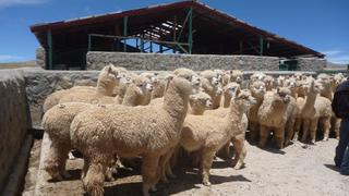 En Baviera usan alpacas en tratamientos a delincuentes con problemas mentales