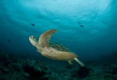 Serfor aprueba Plan Nacional de Conservación de las tortugas marinas hacia el 2029