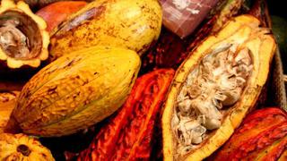 Perú es tercer productor de cacao en Latinoamérica pero ¿cuánto exportará este año?