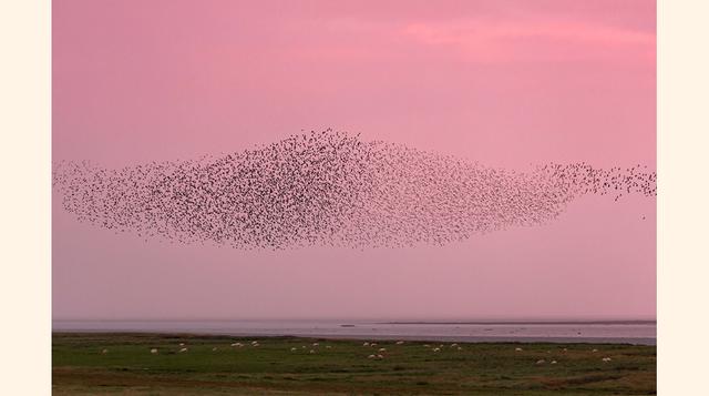 Migración de los estorninos pintos (Gran Bretaña y España). El vuelo acompasado de estos pájaros, que tiene lugar durante su migración, responde a una forma disuasoria, de despiste, frente a aves rapaces o cualquier amenaza.
