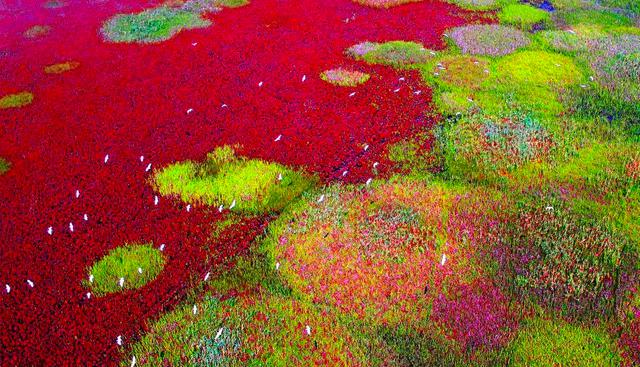 FOTO 27 | Santuarios de aves migratorias a lo largo de la costa del Golfo de China del Mar Amarillo-Bohai (Fase I), China. El sitio cuenta con un sistema de marismas intermareales considerado el más grande del mundo. Las grandes reuniones de aves, incluidas algunas de las especies más amenazadas del mundo, dependen de la costa para mudar, descansar, invernar o anidar. Foto: unesco.org.