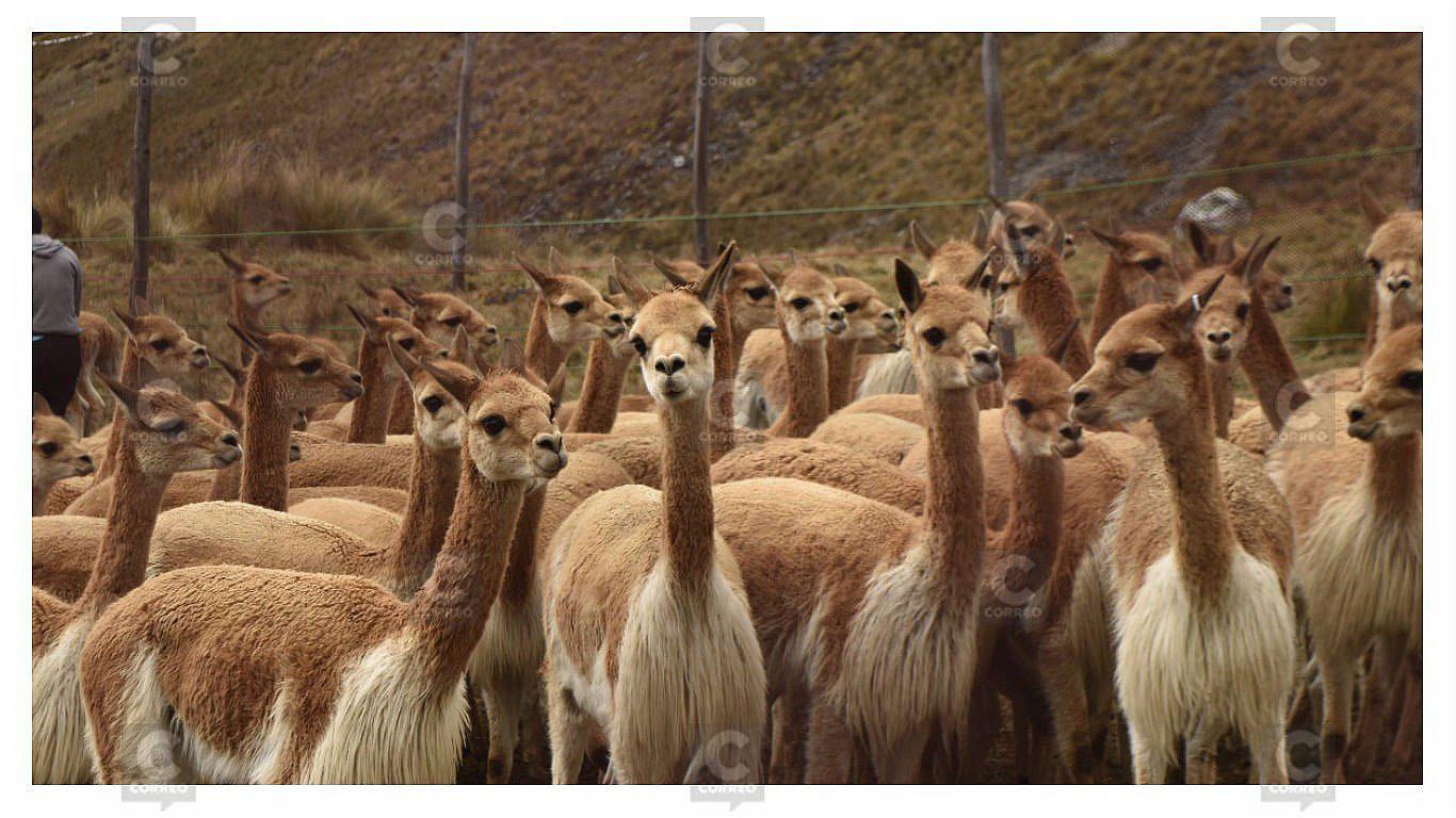 El Chaccu de vicuñas: actividad cultural y económica que busca proteger a este animal (Foto: Difusión)