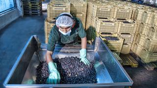 Aldo Fuster: “Empresas de alimentos y agro darán impulso a las exportaciones en Zofratacna”