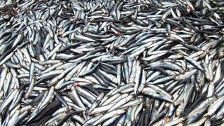 Produce autoriza el inicio de pesca de la anchoveta en el litoral peruano