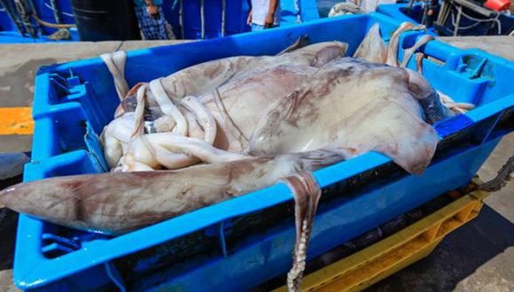 Produmar es una de las principales exportadoras de calamar gigante o pota. Foto. Calamasur