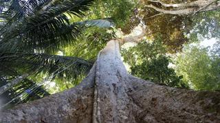 El shihuahuaco y el silencioso ocaso de los “abuelos” del bosque peruano