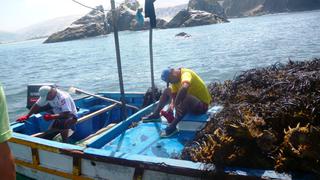 Expertos arrojan halo de luz sobre la sombra de la pesca ilegal en el mundo  