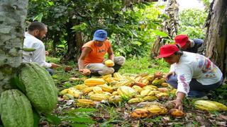 El 40% del cacao peruano exportado tiene valor agregado, señala Sierra Exportadora