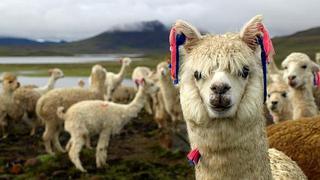 Productores de alpaca alistan planta de procesamiento de fibra para competir con Inca Tops y Michell &amp; CIA