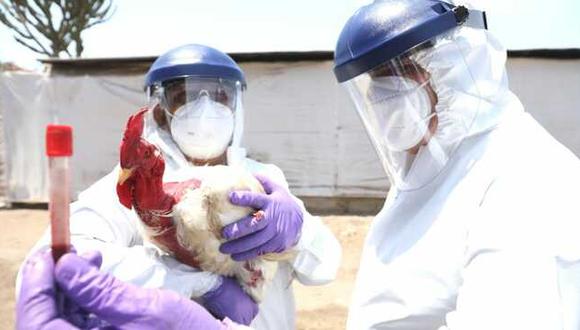 Minsa crea grupo de trabajo para la vigilancia, prevención y control de la gripe aviar. (Foto: Ministerio de Salud)