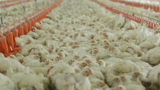 Industria avícola adelanta su apuesta exportadora con cerdo y pollo al Asia