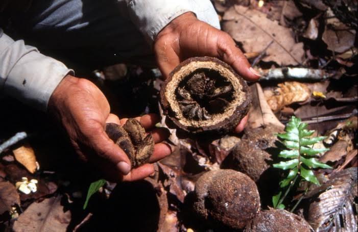 La castaña es un recurso forestal que no solo se recolecta sino mantiene el árbol en pie y promueve la conservación de bosques. (Foto: Difusión)