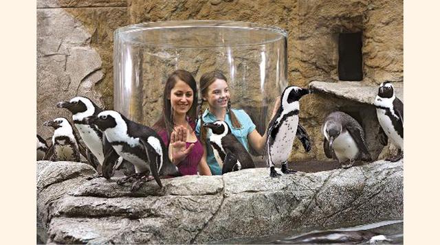 Ripley's Aquarium of the Smokies, Gatlinburg, Tennessee. “Hermoso!”