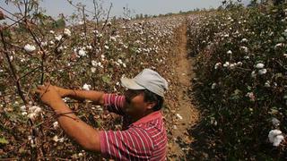 SNI: El autogravamen al algodón generará US$ 1.2 millones anuales