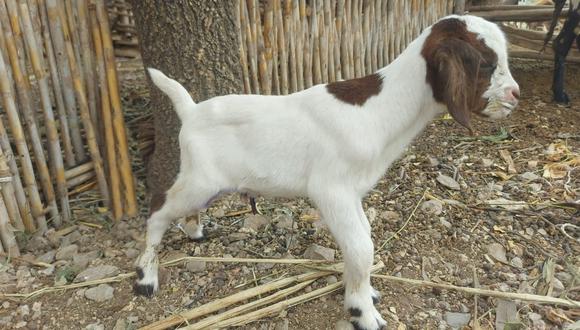 El Midagri informó que las cabras cruzadas por inseminación artificial con alta calidad genética puede producir una mayor capacidad cárnica y un mejor ingreso por kilogramo de carne para el productor. Foto: Midagri.