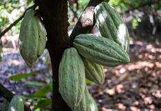 Éxodo de operadores tras caída histórica del cacao genera fuertes oscilaciones