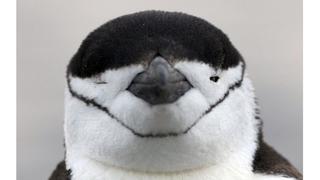 Antártida: 12 fotos que muestran la dureza que enfrentan los científicos en el continente blanco