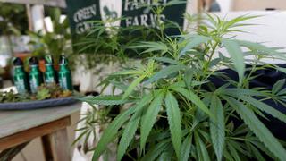 El mercado negro de la marihuana sigue a sus anchas en Canadá pese a la legalización