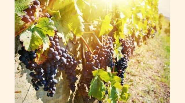 LAVAUX, SUIZA. Es muy posible que nunca hayas oído hablar de los vinos que provienen de este lugar situado entre Lausana y Montreux, ya que la mayor parte de la producción se consume a nivel interno. Destacar que los viñedos pertenecen al Patrimonio de la