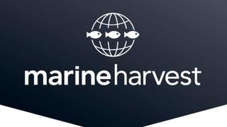 Marine Harvest sube su oferta para comprar Cermaq