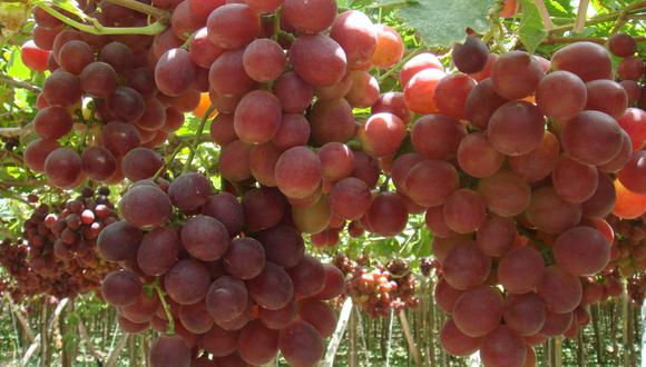 La meta del sector proyectada para el cierre del 2024 se basa en un impulso por mayores colocaciones de frutas, como uvas y arándanos. Foto: Midagri.