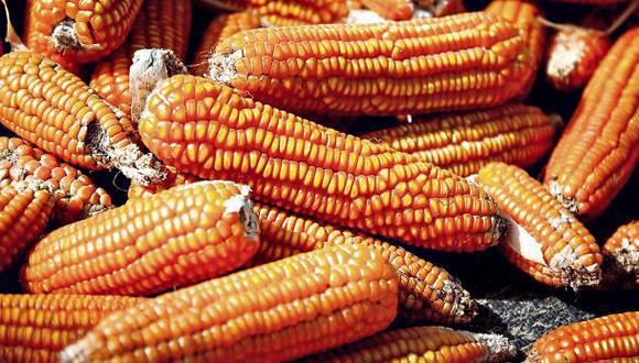 Las exportaciones de maíz siguen “abiertas” a pesar de una política anunciada esta semana que prioriza los cultivos ya cosechados sobre las ventas futuras de la próxima cosecha, dijo el martes el Ministerio de Agricultura en medio de una controversia con dirigentes rurales. (Foto: Difusión)